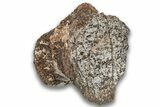 Triassic Fossil Phytosaur Vertebra - New Mexico #325138-1